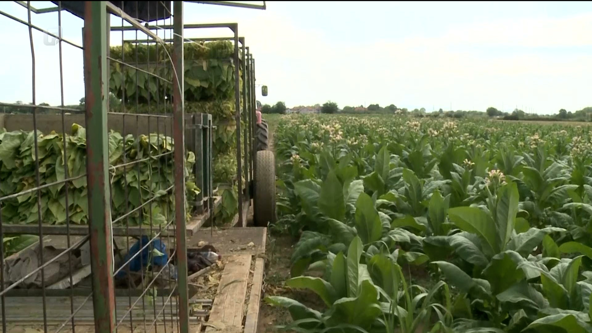 Sedamdesetih 25 hiljada tona duhana, devedesetih 10 hiljada – danas 200 tona godišnje